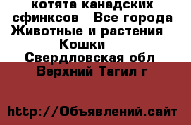 котята канадских сфинксов - Все города Животные и растения » Кошки   . Свердловская обл.,Верхний Тагил г.